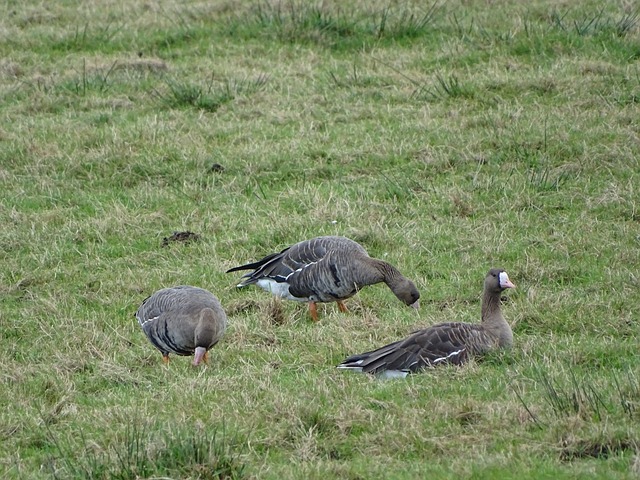 他们的努力 他们的努力