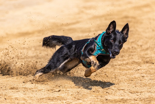主教练安切